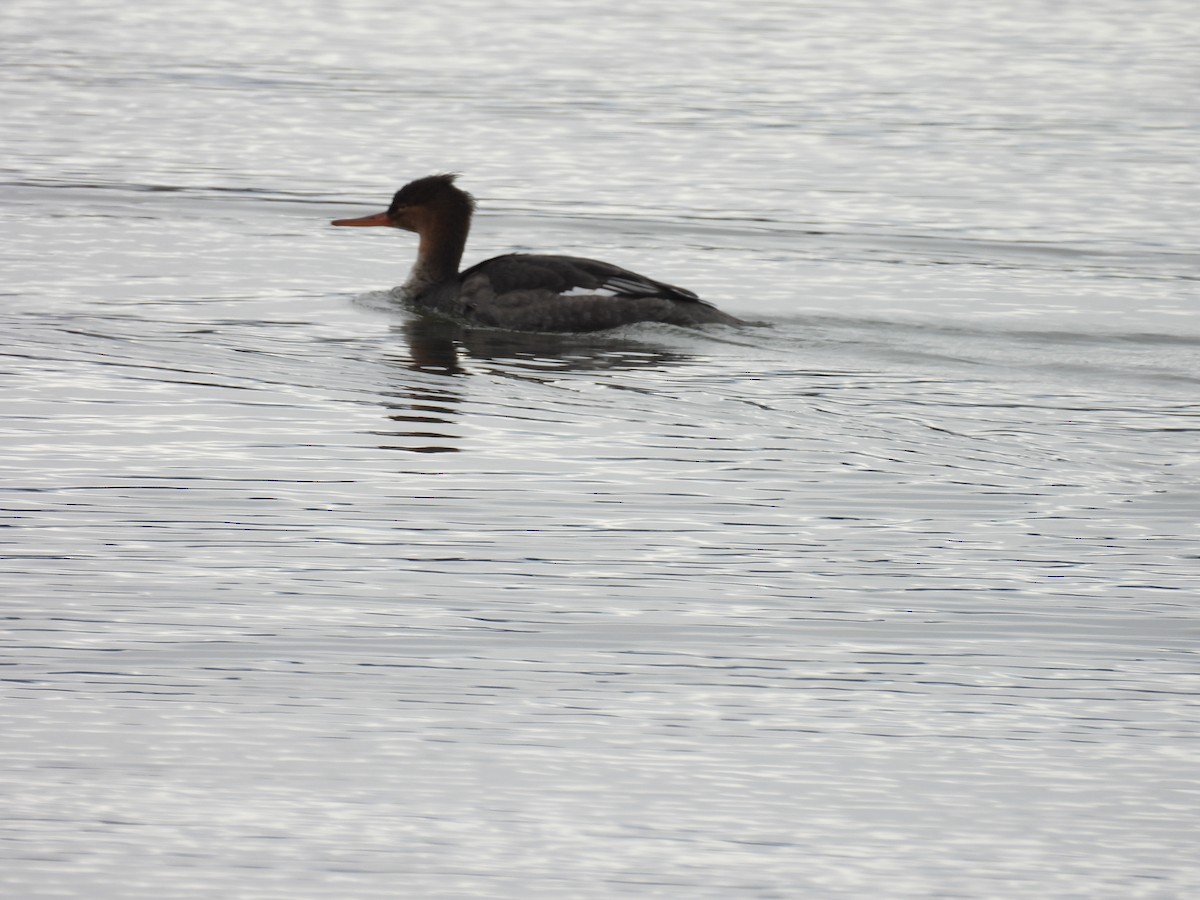 מרגון בינוני - ML644495061