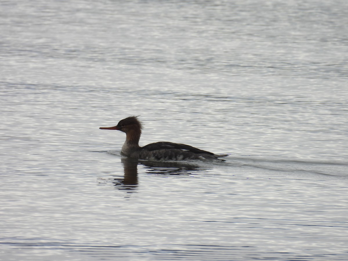 מרגון בינוני - ML644495062