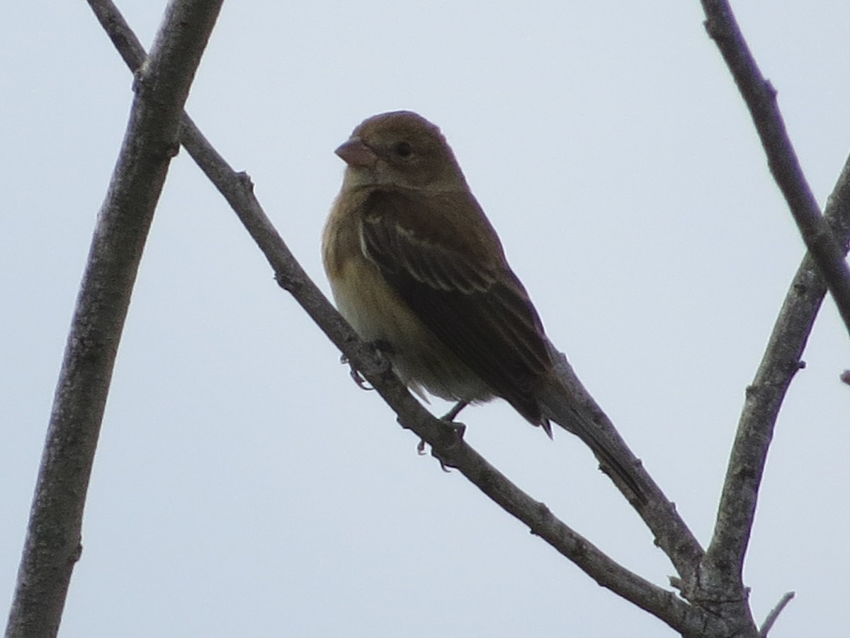 Индиговый колорин - ML644495064