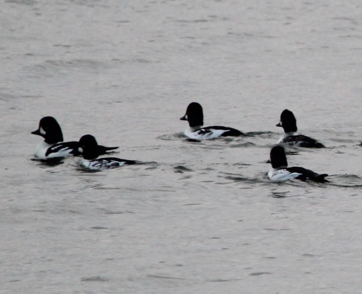 Barrow's Goldeneye - ML644495065