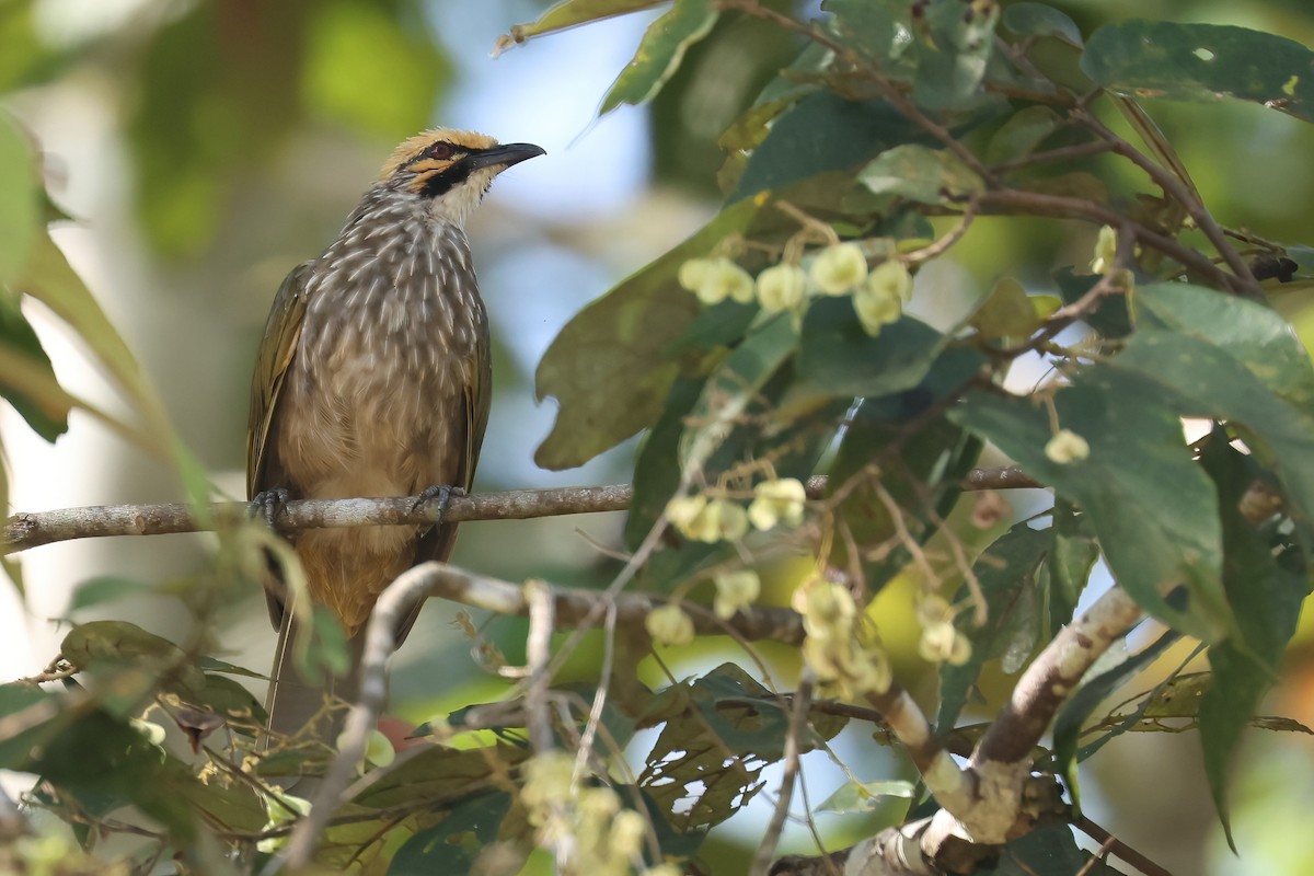 Straw-headed Bulbul - ML644495070