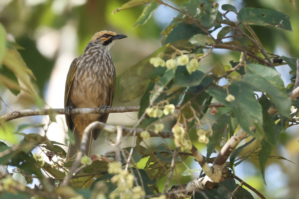 Straw-headed Bulbul - ML644495071