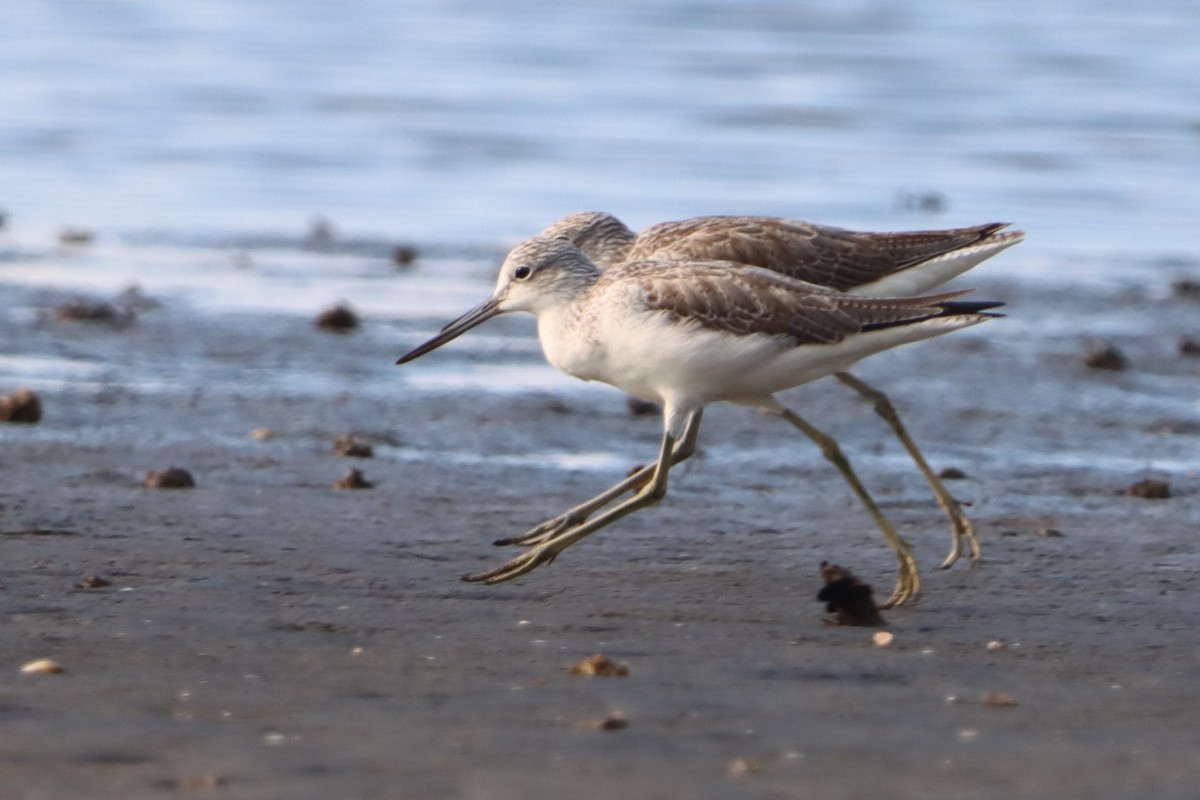 アオアシシギ - ML644495078