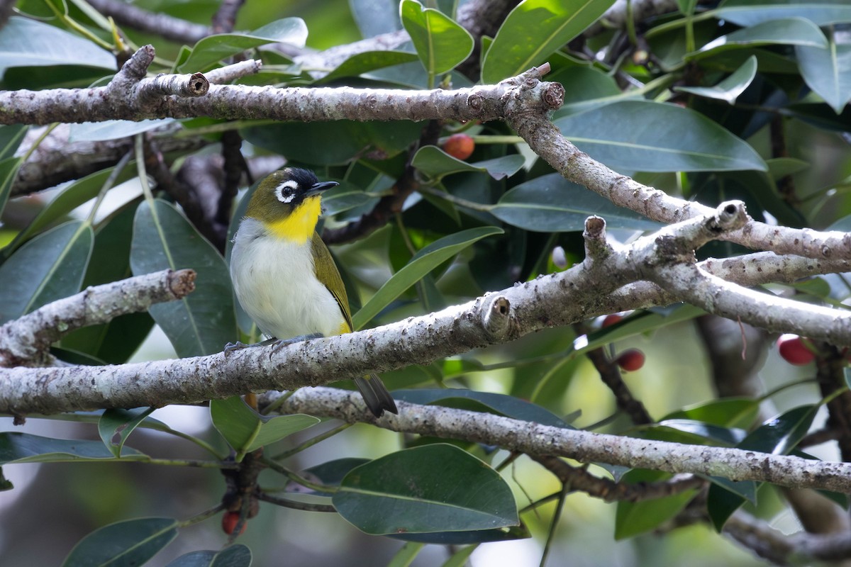 Black-fronted White-eye - ML644495091