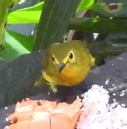 Yellow-browed Bulbul - ML644495095