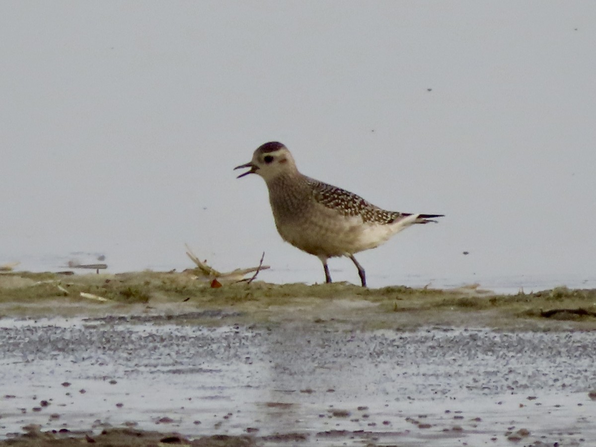 American Golden-Plover - ML644495096