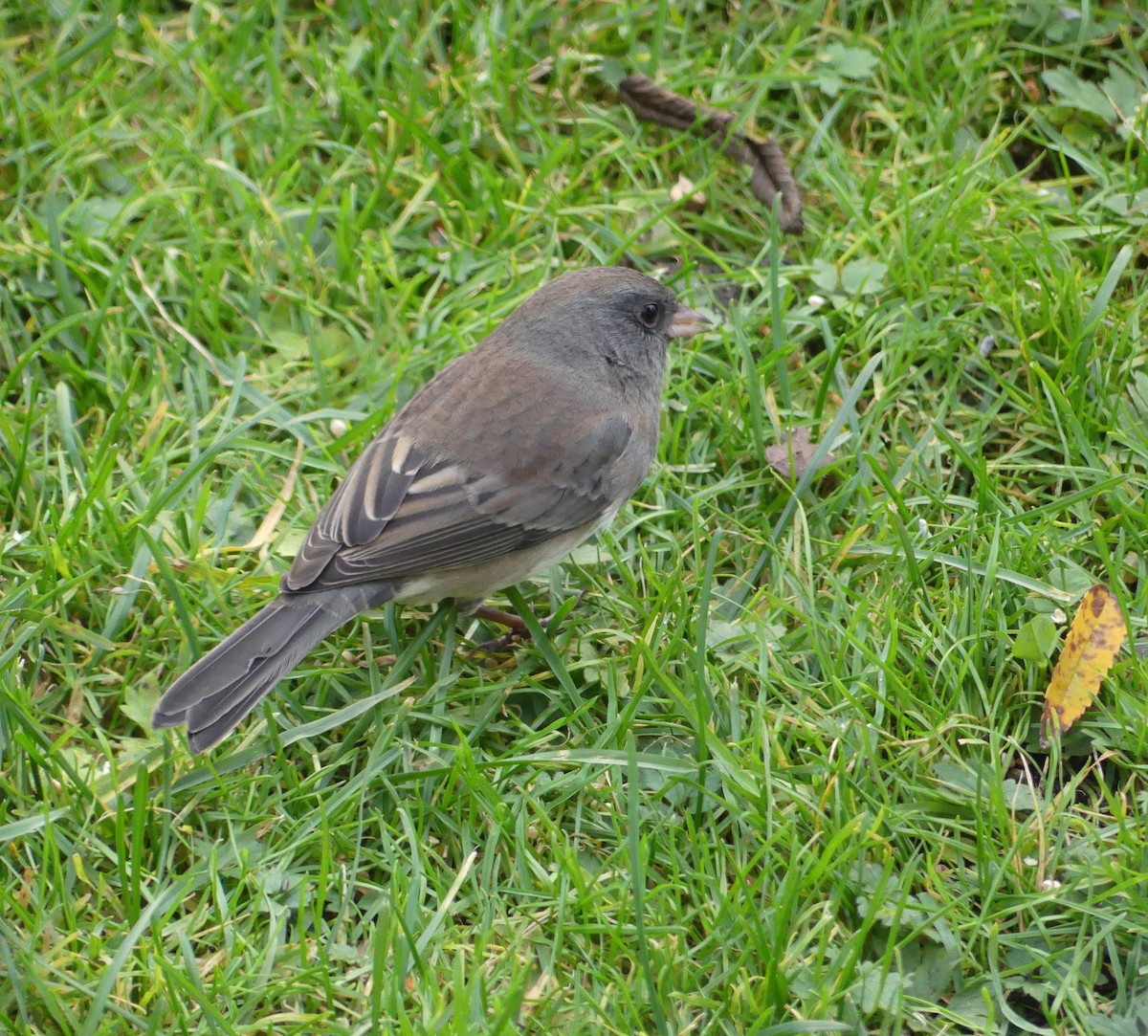 Kara Gözlü Junko (hyemalis/carolinensis) - ML644495097