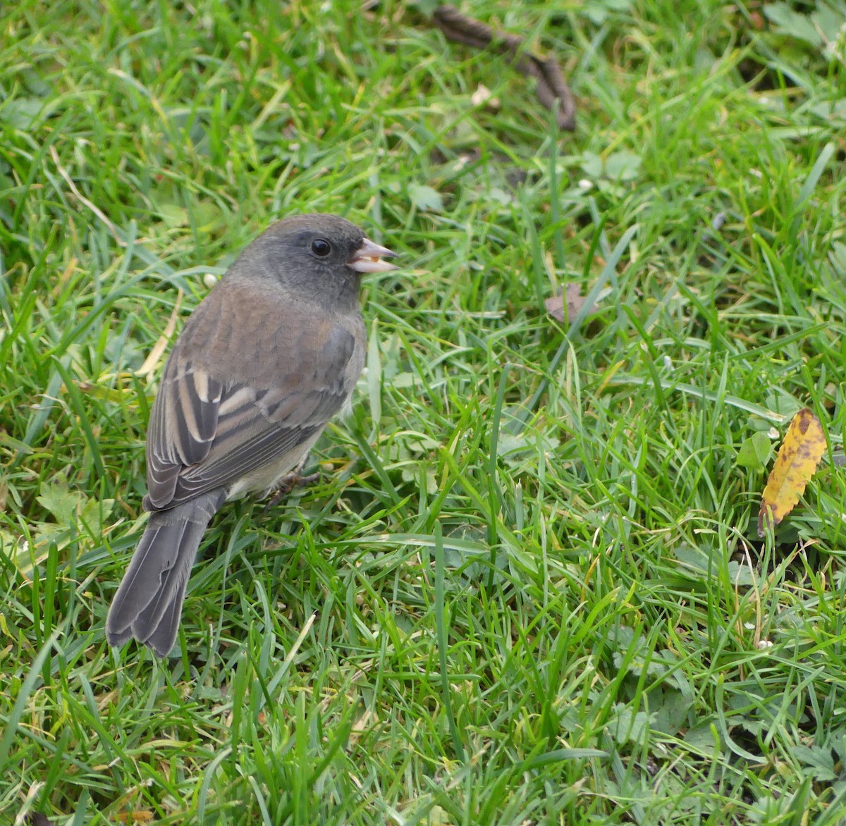 Kara Gözlü Junko (hyemalis/carolinensis) - ML644495098