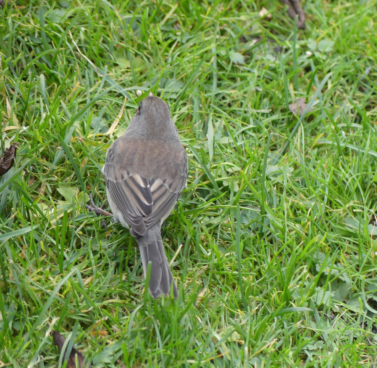 Kara Gözlü Junko (hyemalis/carolinensis) - ML644495099