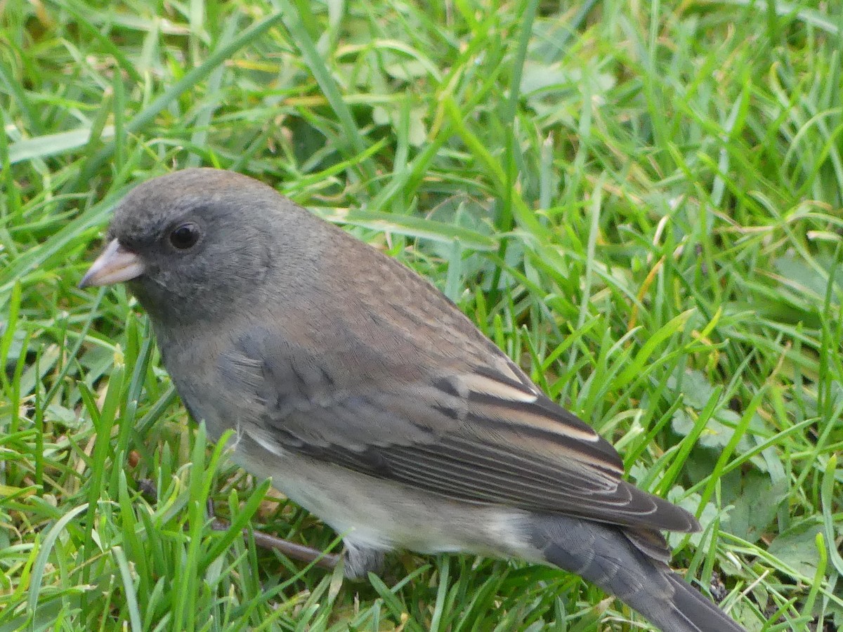 Kara Gözlü Junko (hyemalis/carolinensis) - ML644495100