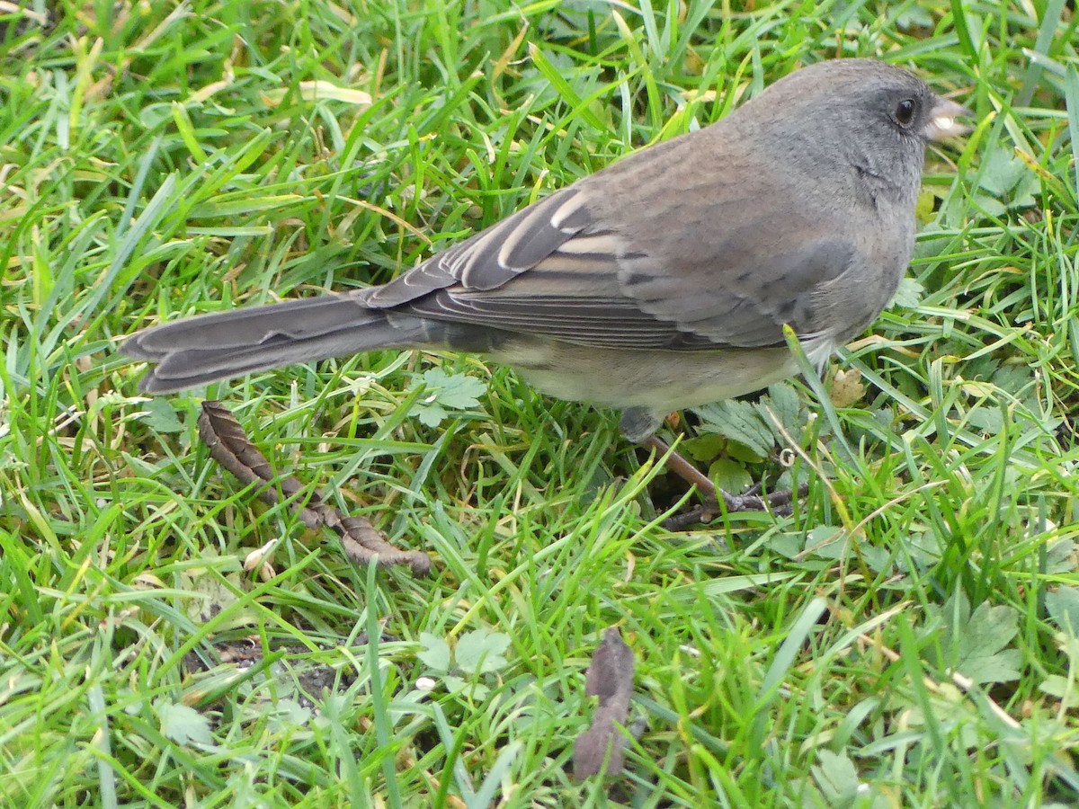 Kara Gözlü Junko (hyemalis/carolinensis) - ML644495101
