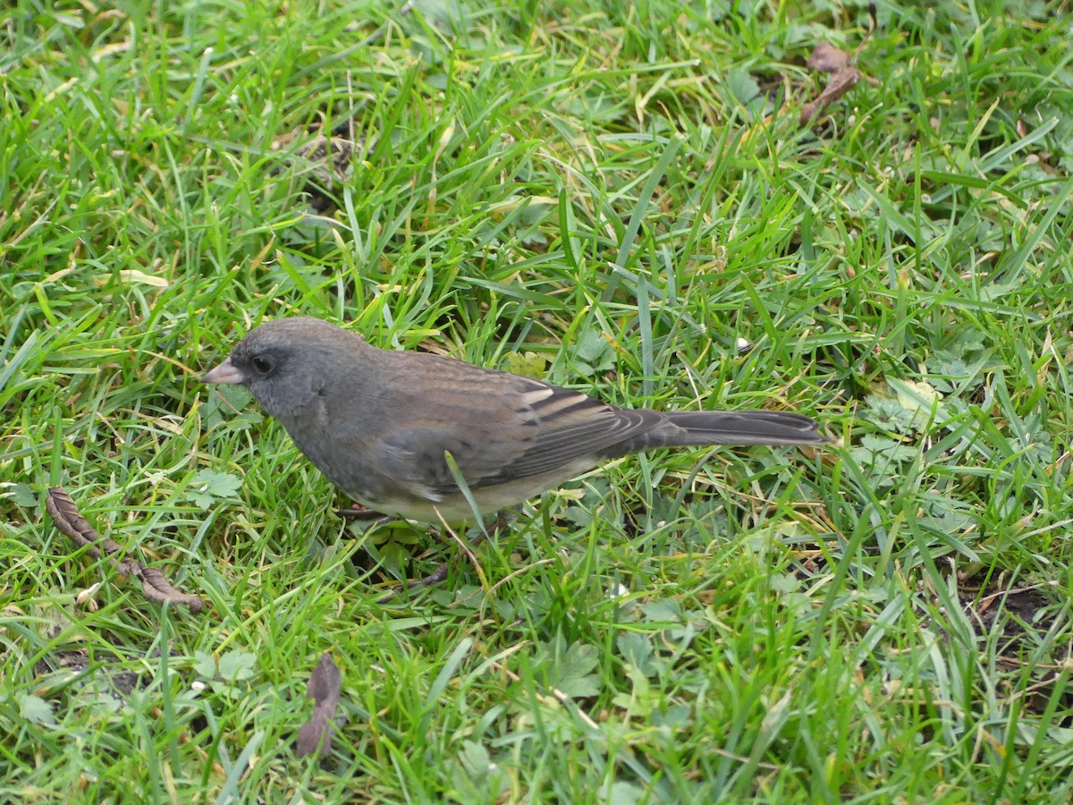 Kara Gözlü Junko (hyemalis/carolinensis) - ML644495102