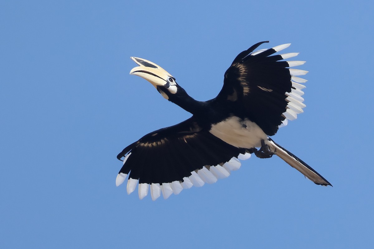 Oriental Pied-Hornbill - ML644495104