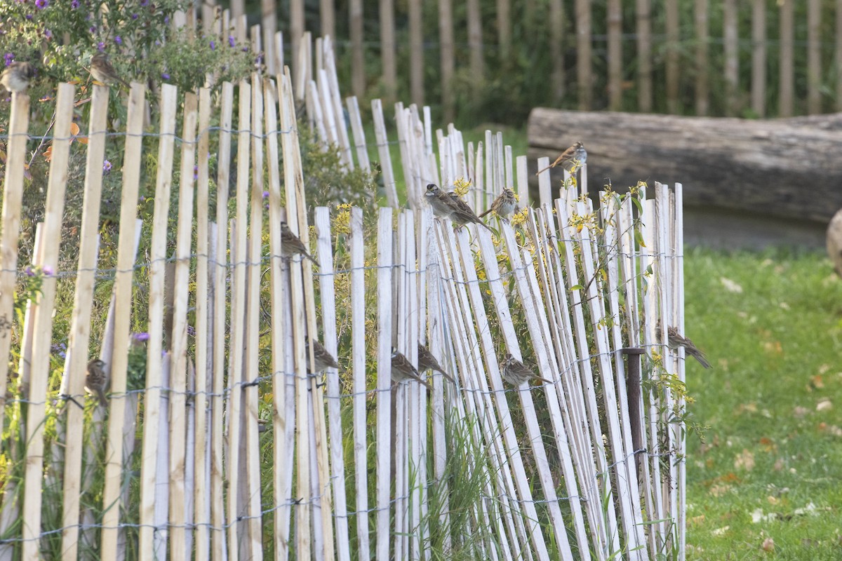 White-throated Sparrow - ML644495105