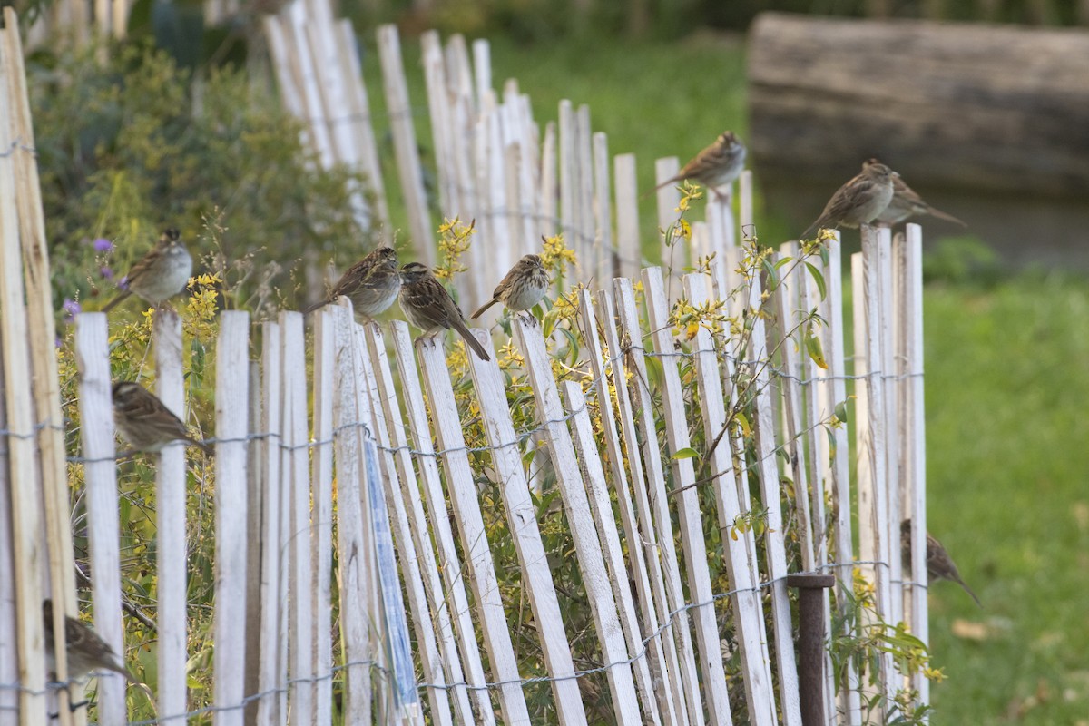 White-throated Sparrow - ML644495106