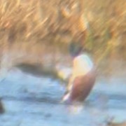 琵嘴鴨 - ML644495108