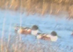 琵嘴鴨 - ML644495109