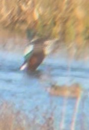 琵嘴鴨 - ML644495110