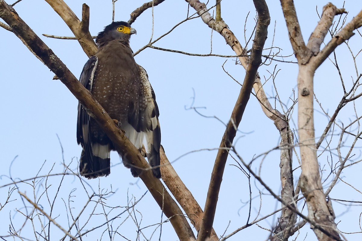 Crested Serpent-Eagle (Crested) - ML644495114