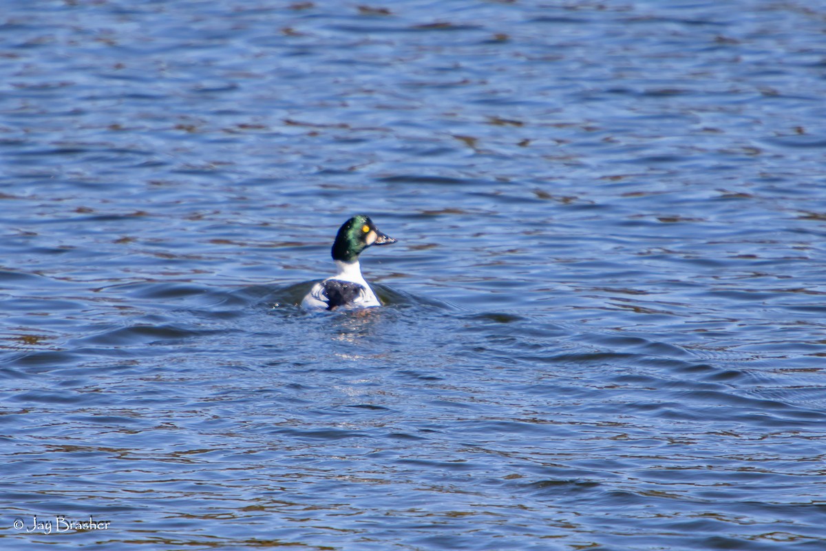 ホオジロガモ - ML644495115