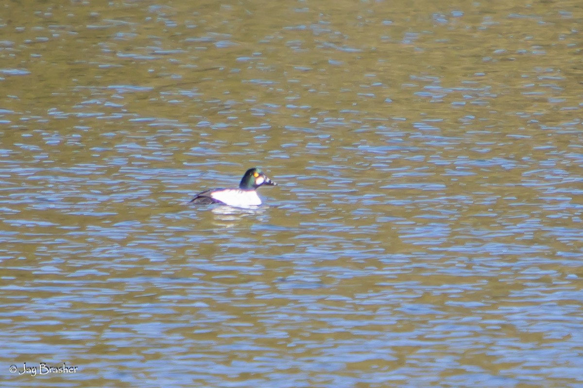 ホオジロガモ - ML644495116