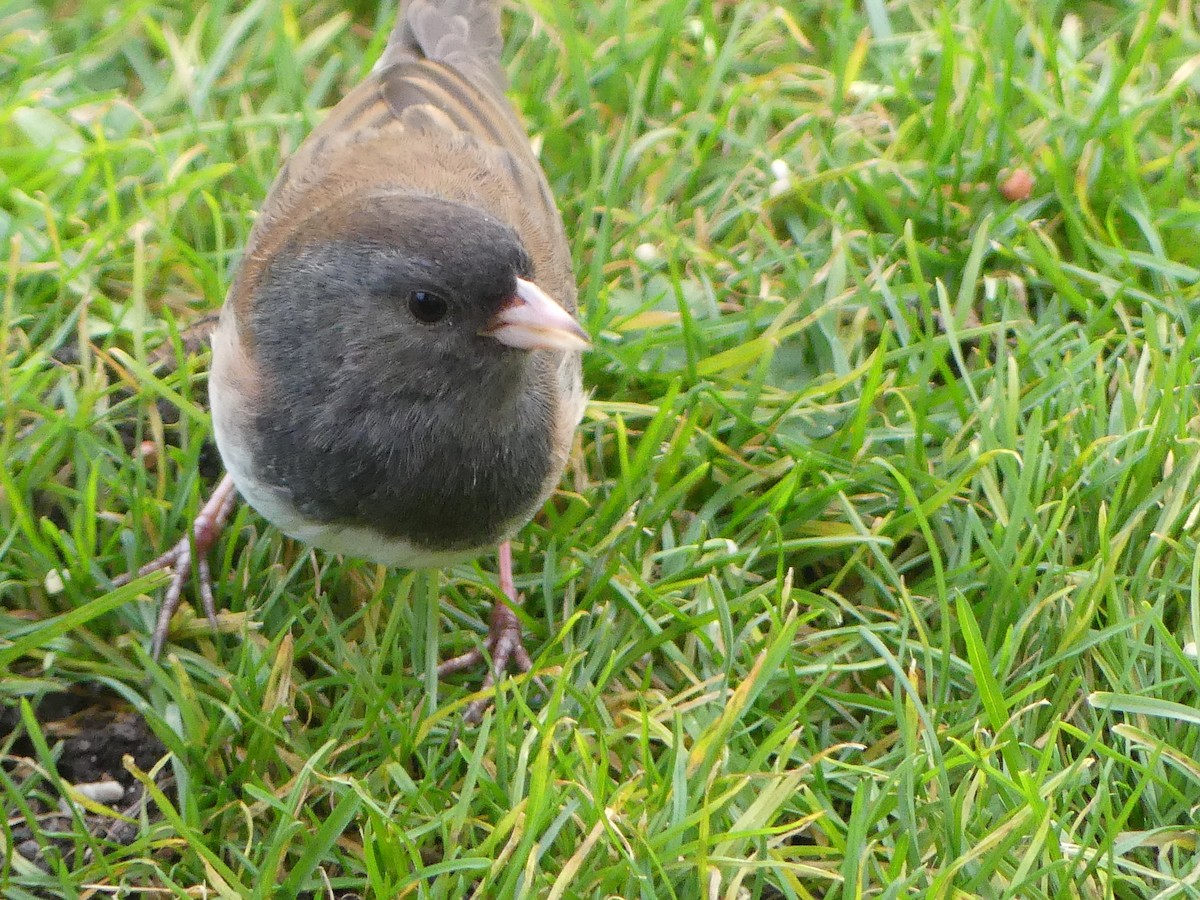 Kara Gözlü Junko [oreganus grubu] - ML644495117