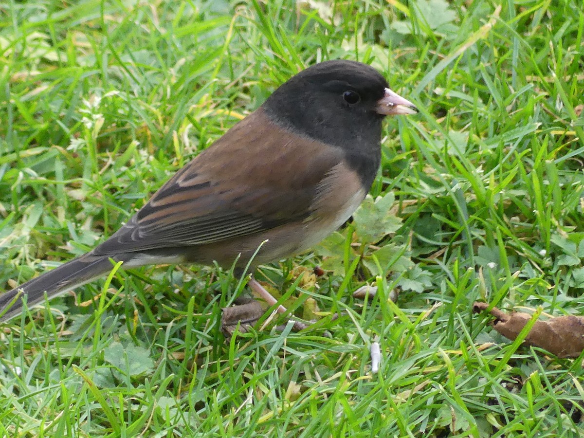 Kara Gözlü Junko [oreganus grubu] - ML644495118