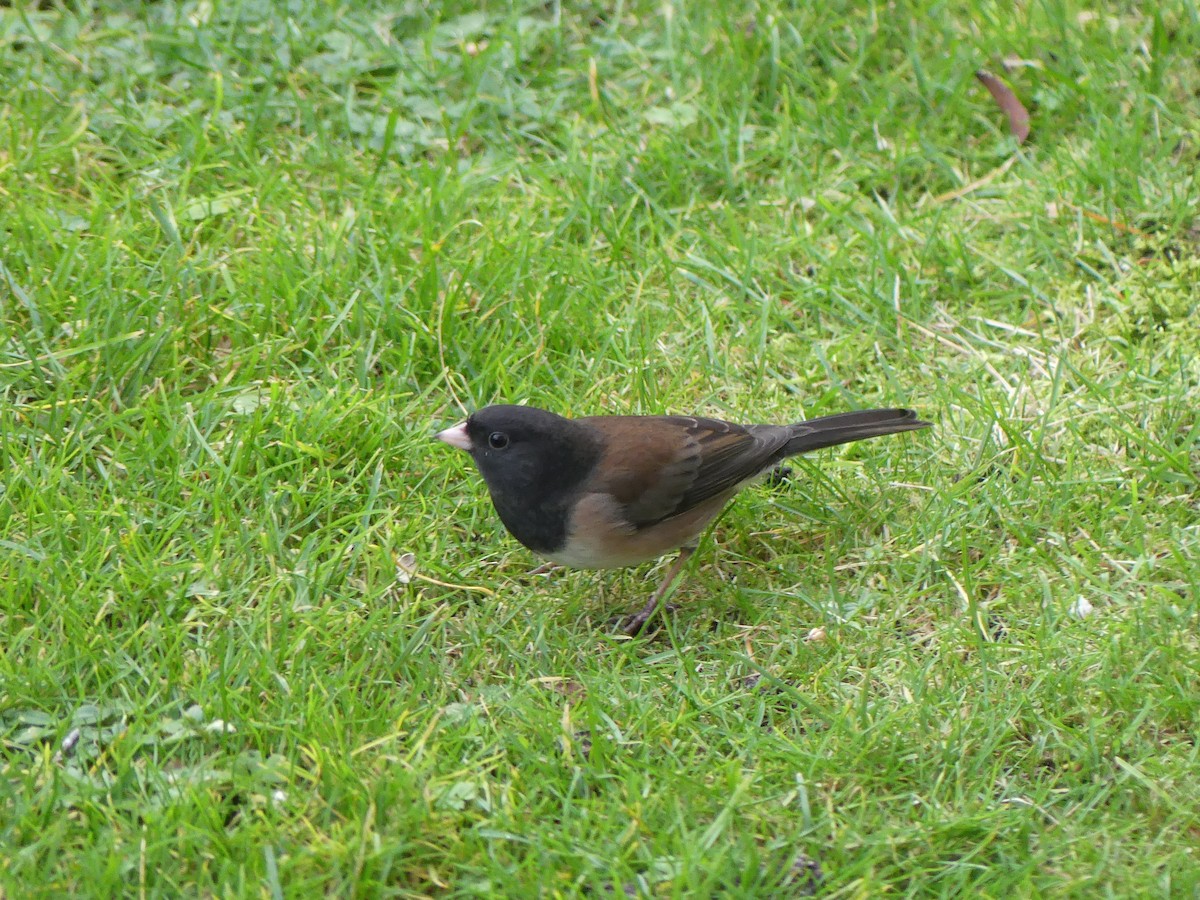 Kara Gözlü Junko [oreganus grubu] - ML644495119