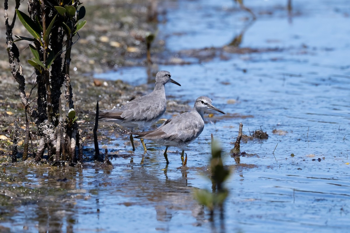 Gray-tailed Tattler - ML644495121