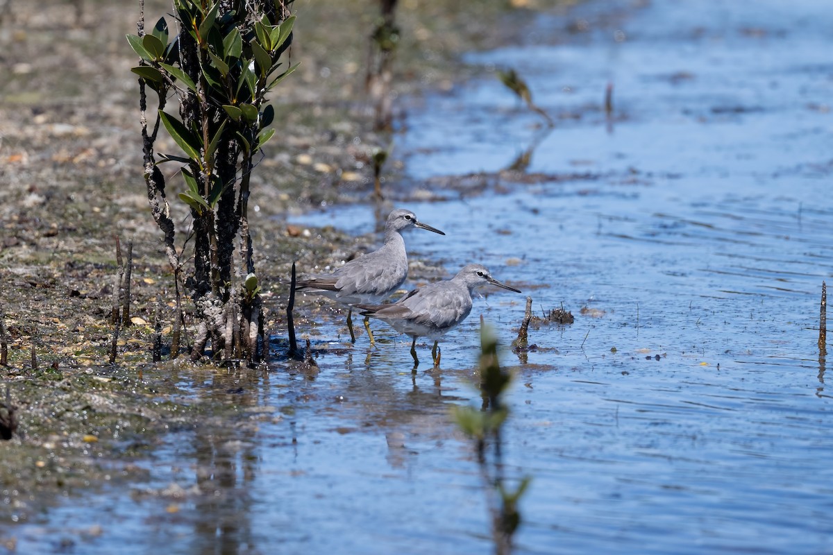 Gray-tailed Tattler - ML644495122