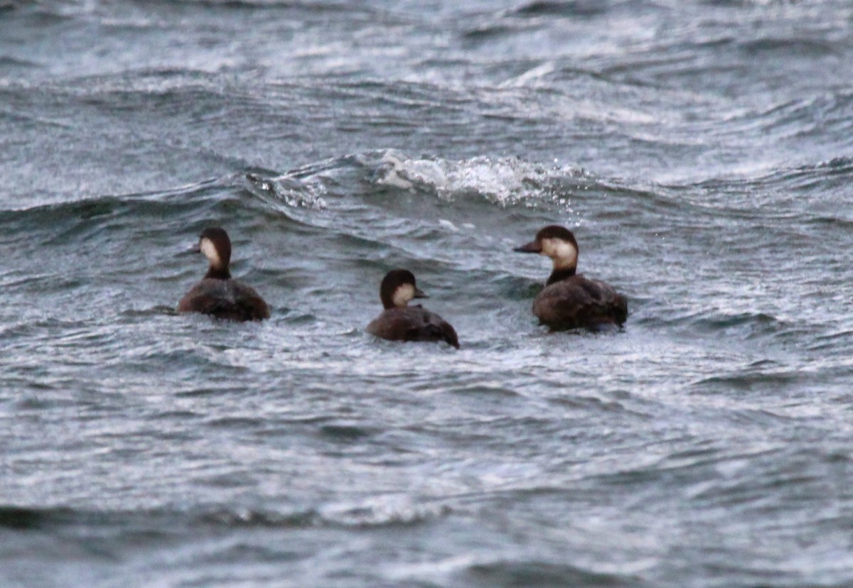 Black Scoter - ML644495124