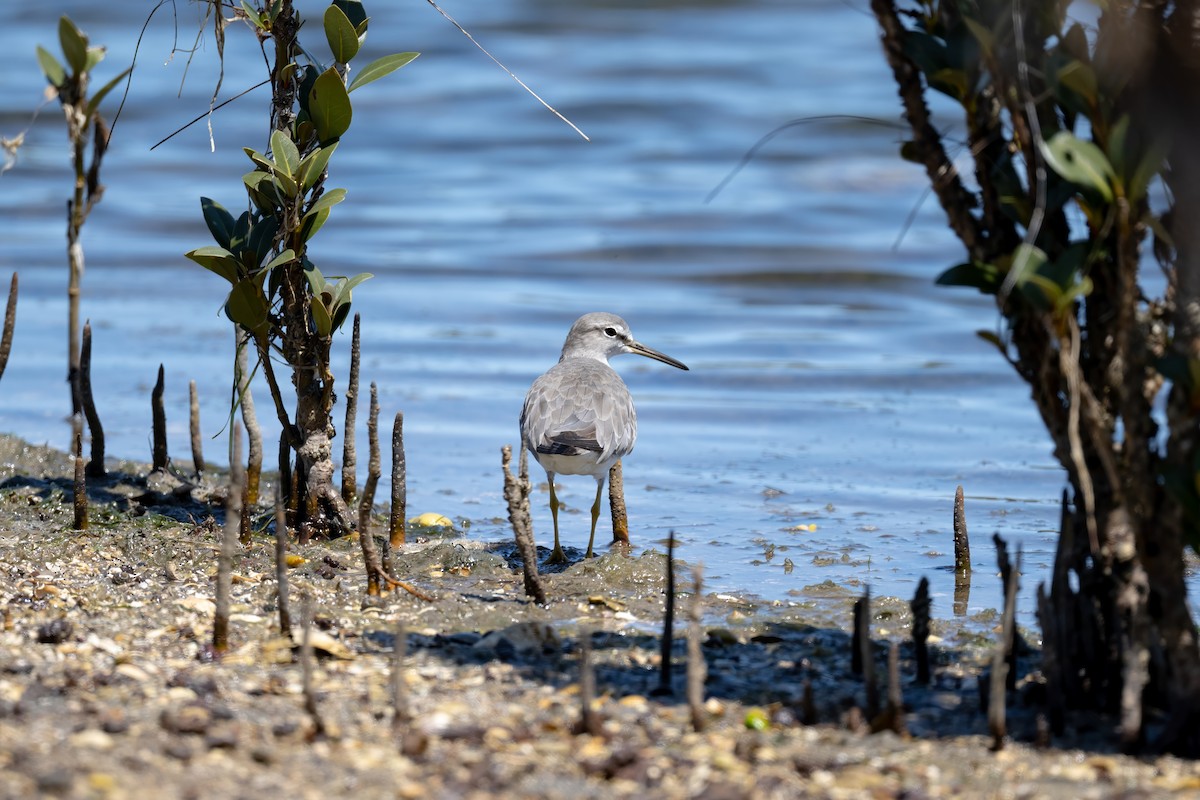 Gray-tailed Tattler - ML644495126