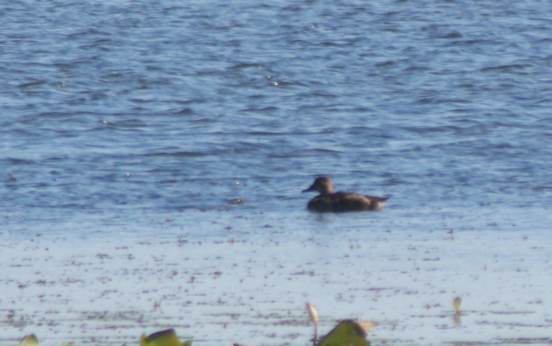 Halkalı Patka - ML644495128