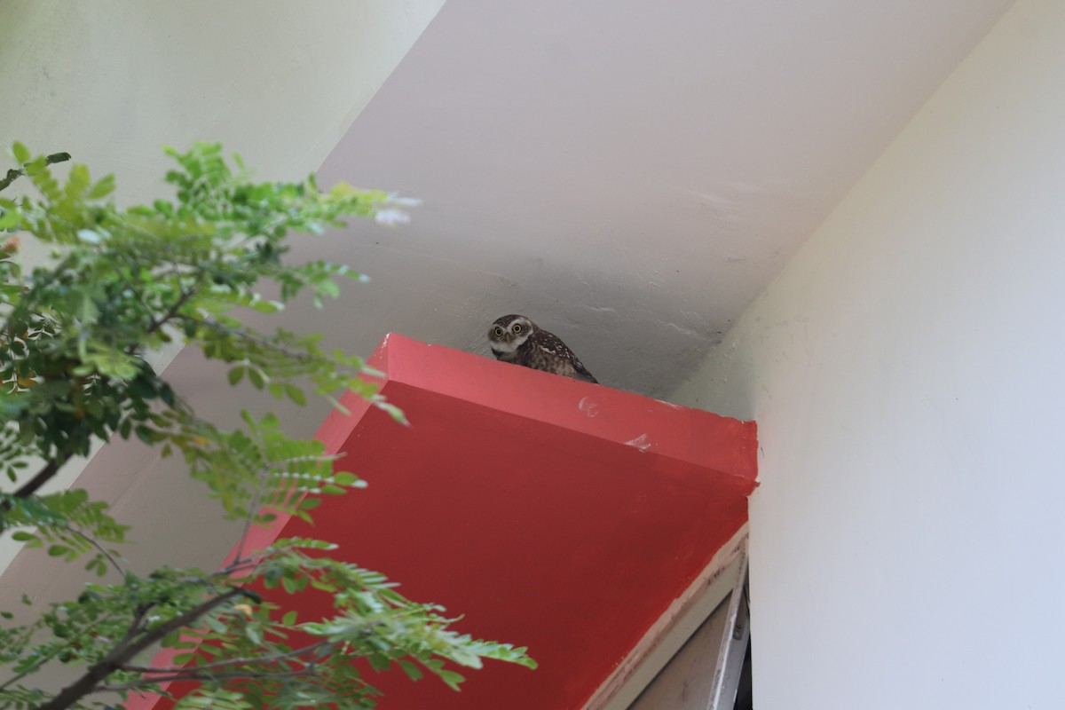 Spotted Owlet - ML644495129