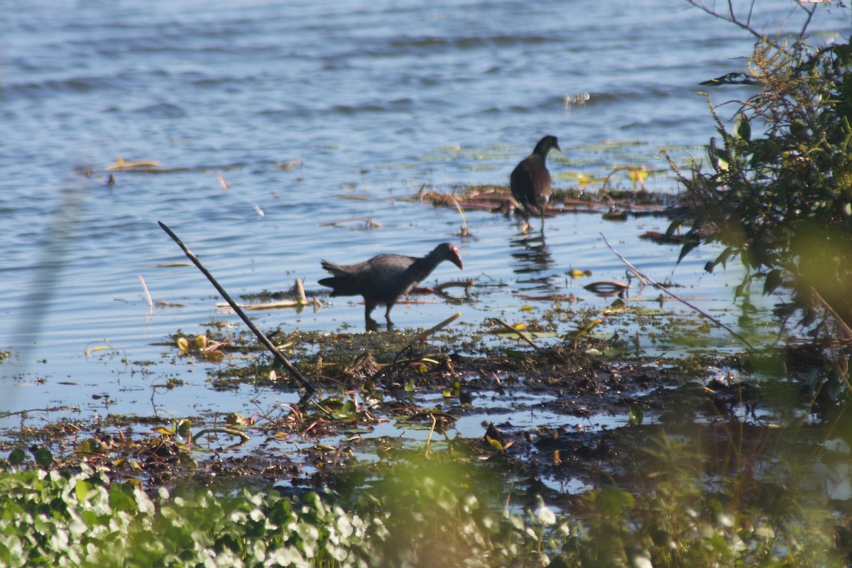 Uroilo urdin burugrisa - ML644495130