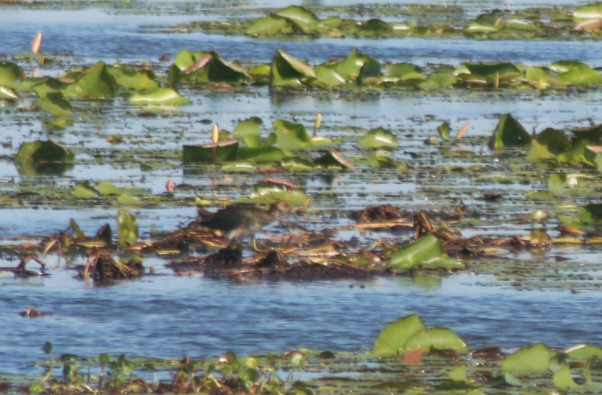 Sarı Bacaklı Sazhorozu - ML644495132