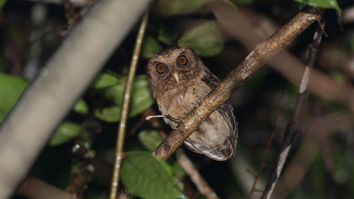 Reddish Scops-Owl - ML644495137