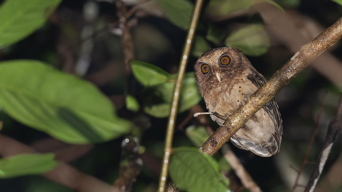 Reddish Scops-Owl - ML644495138
