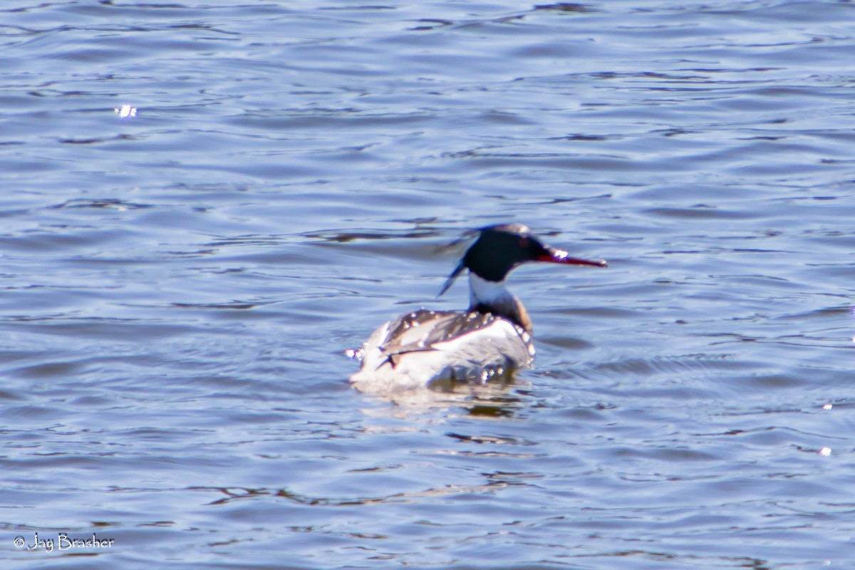 ウミアイサ - ML644495142