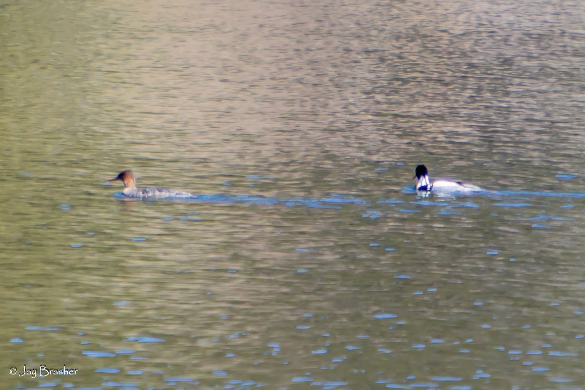 ウミアイサ - ML644495143