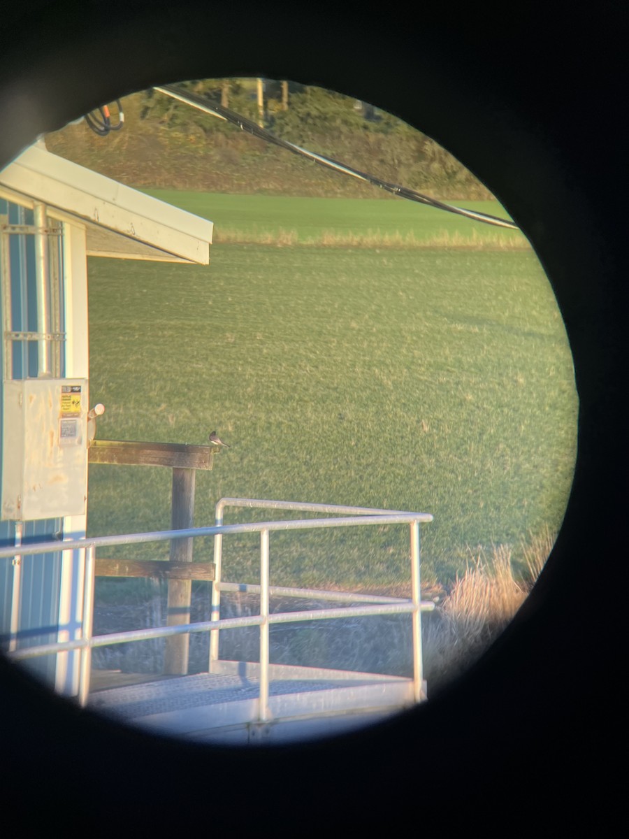 Black Phoebe - ML644495144