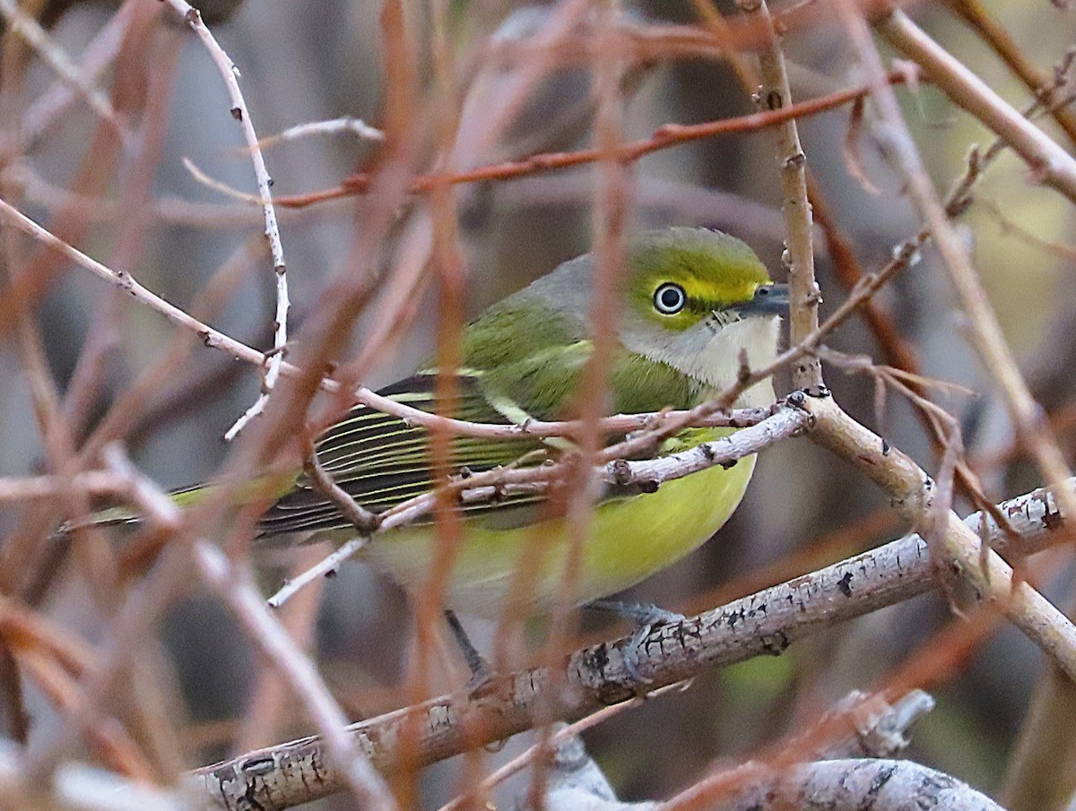 White-eyed Vireo - ML644495146