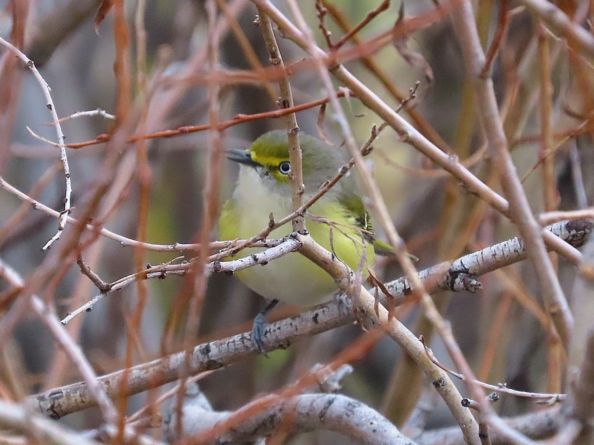 White-eyed Vireo - ML644495147