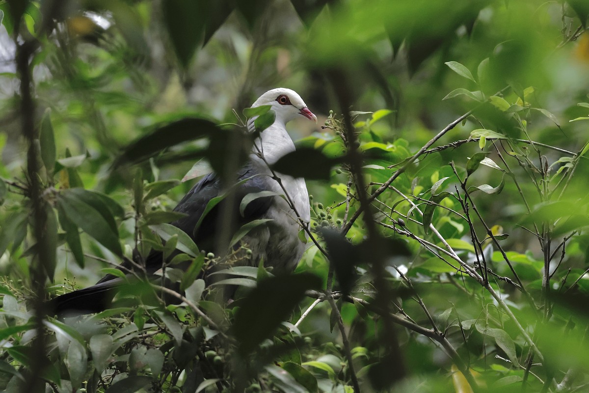 holub běloprsý - ML644495149