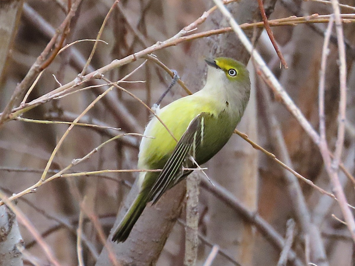 White-eyed Vireo - ML644495150
