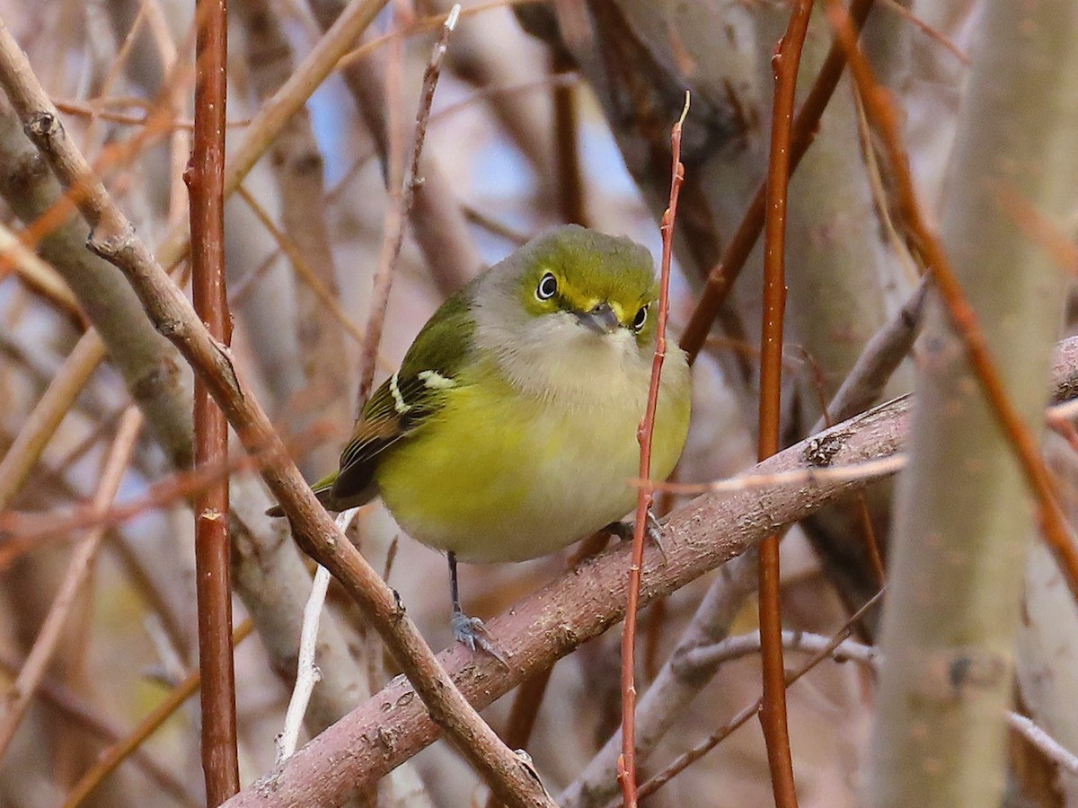 White-eyed Vireo - ML644495151