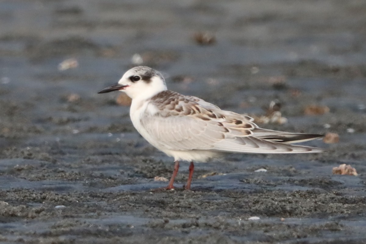 クロハラアジサシ - ML644495152