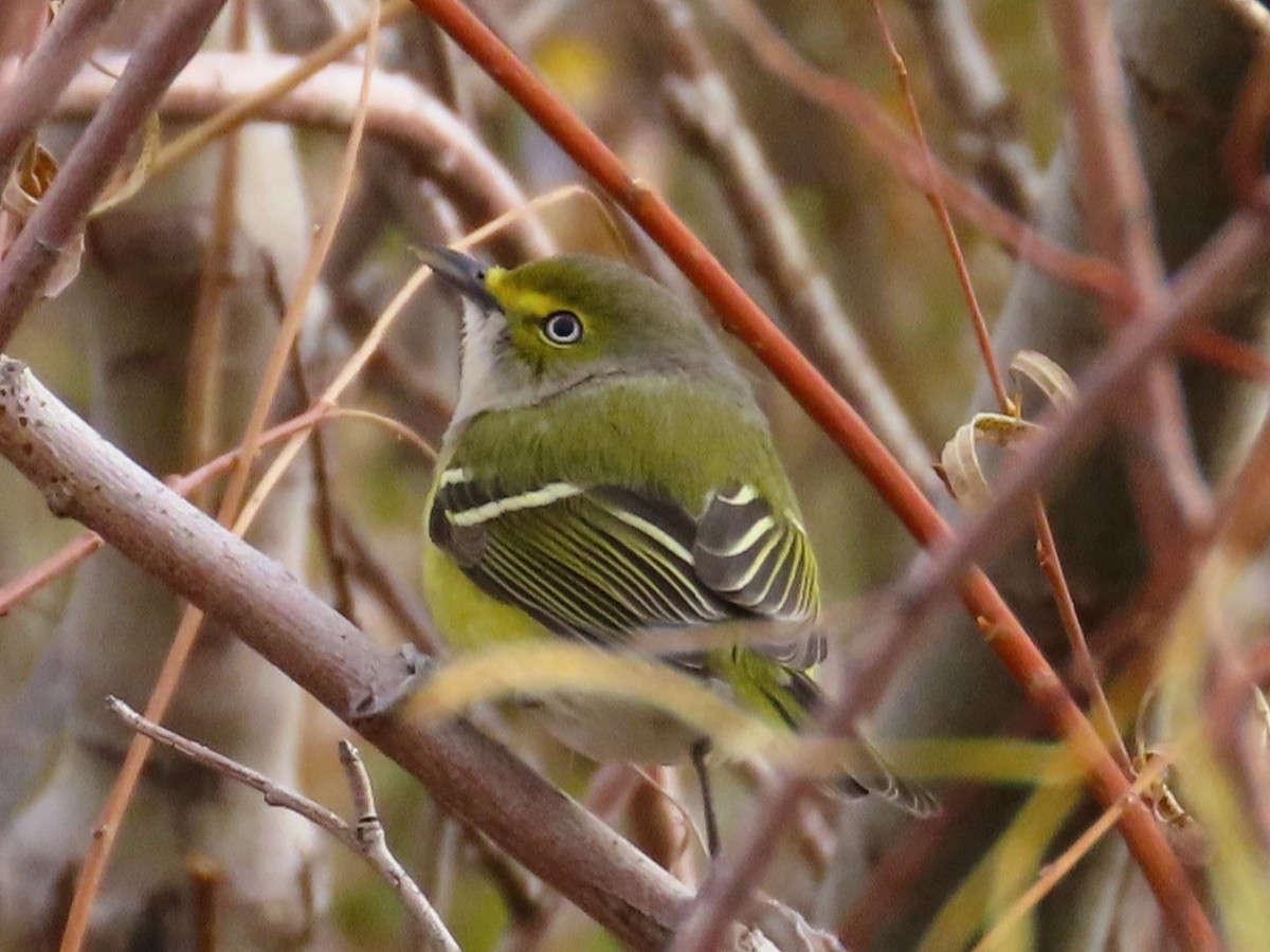 White-eyed Vireo - ML644495158