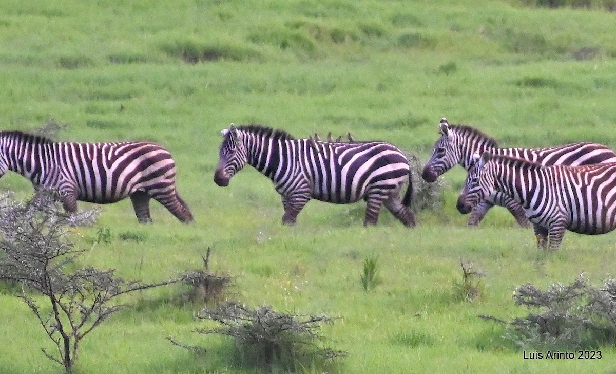 アカハシウシツツキ - ML644495160