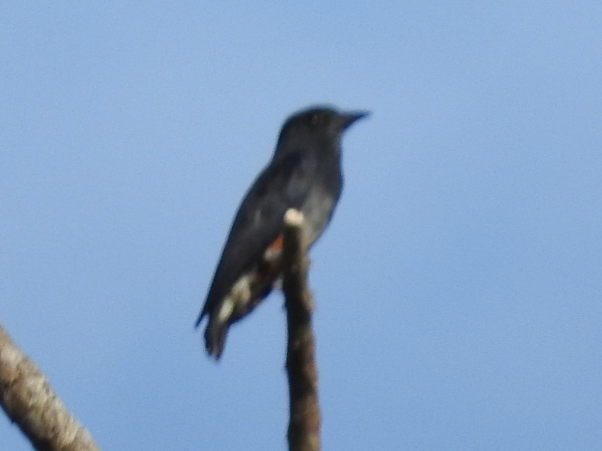 Buco Golondrina - ML644495165